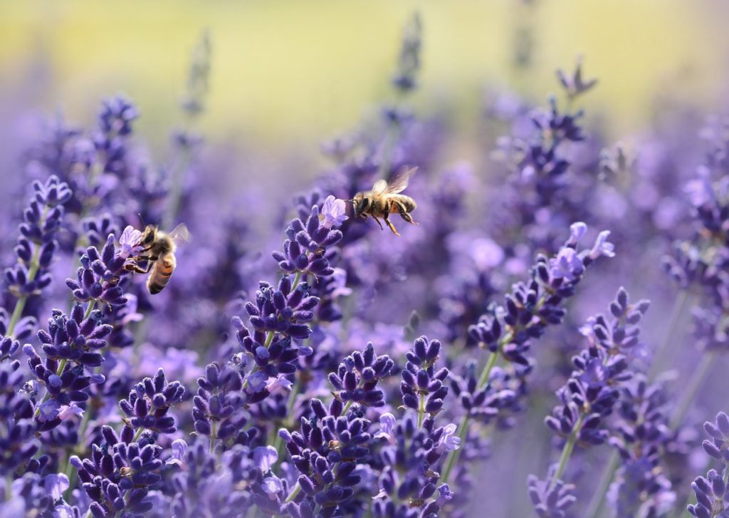Ook bijen zijn dol op lavendel